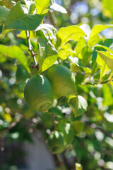 Close-up of green lemons growing on a citrus tree, surrounded by fresh leaves and illuminated by warm natural sunlight. © Pedro