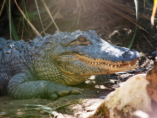 Fototapeta premium this is a side view of an alligator