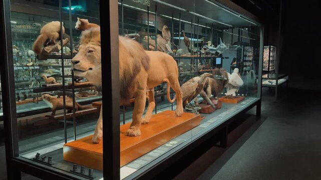Taxidermy male lion and preserved predator wildlife showcased inside an illuminated glass display case at a natural history museum zoological exhibition hall during an educational science gallery