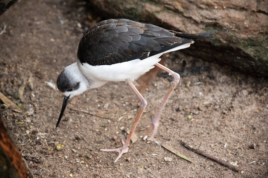 the black winged stilt is bending down to pick up food