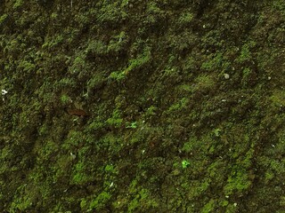 thick green moss texture on damp natural stone wall © Dwi Choerul