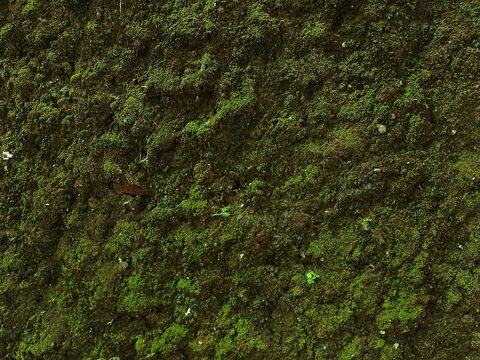 thick green moss texture on damp natural stone wall