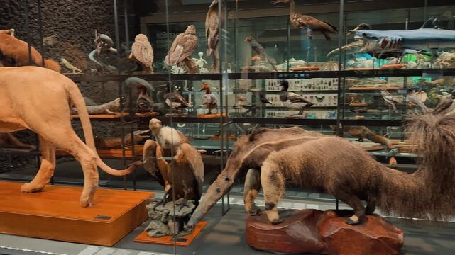 Explore fascinating taxidermy animals, ancient skeletons, and marine life specimens showcased behind glass displays inside a modern natural history museum exhibition,