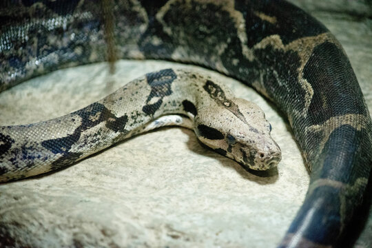 the capet python is on a rock