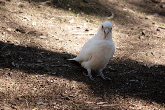 the little  corella is an all white bird with red on the face  with a blue eye surround