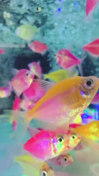 Colorful dyed tetra fish swimming in an aquarium with shimmering light reflections