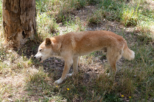 the dingo is chewing a chicken leg