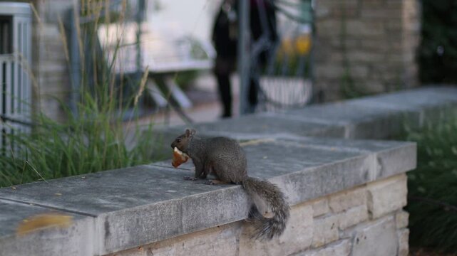 A squirrel eating a peace of bread and thein being scared by a person approaching it so it jumps out of the video frame.