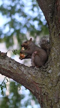 Close up of a squirrel eating a peace of bread in a tree in vertical mode.