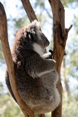 the koala is resting in the fork of a tree © susan flashman