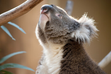 this is a close up of a side view of the face of a koala © susan flashman