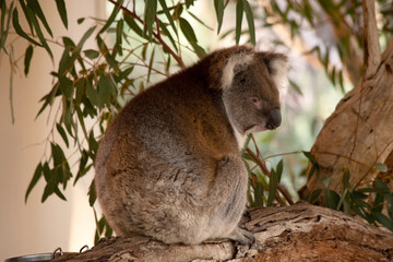 the koala is resting on a branch © susan flashman