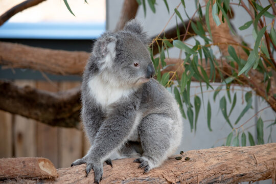 the koala is sitting  on a tree branch
