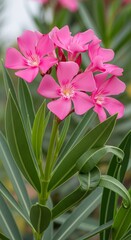 Obraz premium Close-up of vibrant pink Oleander flowers blooming in lush green foliage.