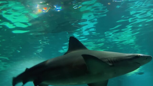 Graceful stingrays, predatory sharks, and diverse schools of silver fish glide smoothly through deep clear turquoise water inside a massive public oceanarium tank