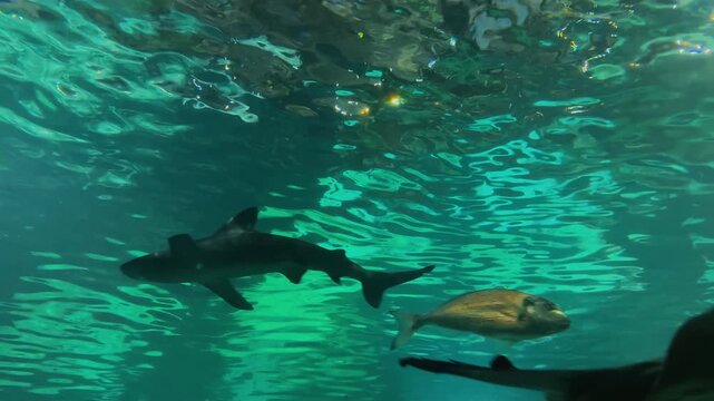 Graceful stingrays, predatory sharks, and diverse schools of silver fish glide smoothly through deep clear turquoise water inside a massive public oceanarium tank