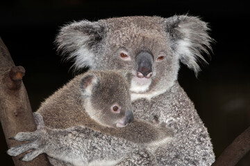 Koala with Joey © Ken Griffiths