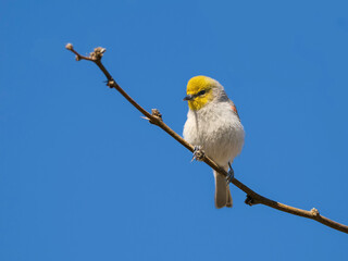 A Verdin Bird Perching on a Tree Branch © Dee Carpenter