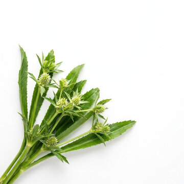 Lush green culantro bunch fresh and full of vitality