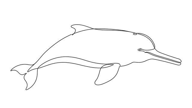 Dolphin swimming white background.