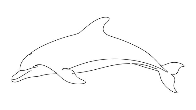 Dolphin swimming white background.