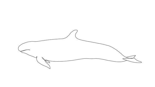 dolphin swimming white background.