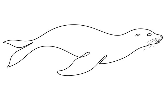 Seal swimming white background.