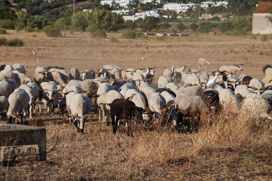 Goats and sheep graze in sunny Portugal
