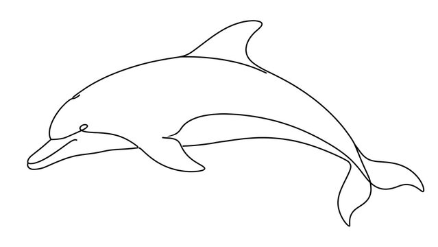 Dolphin swimming white background.