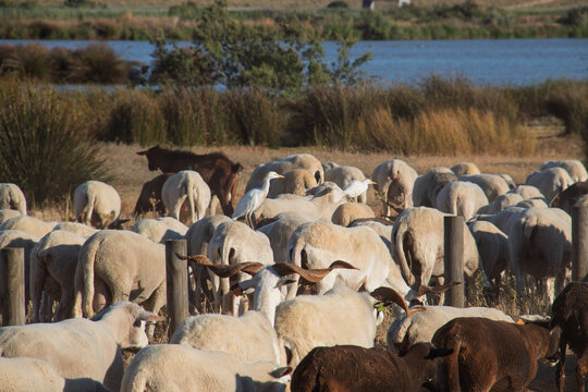Gar&ccedil;a-boeira, western cattle Egret (Bubulcus ibis)