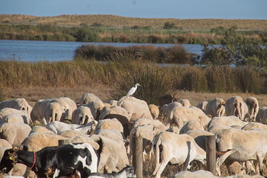 Gar&ccedil;a-boeira, western cattle Egret (Bubulcus ibis)