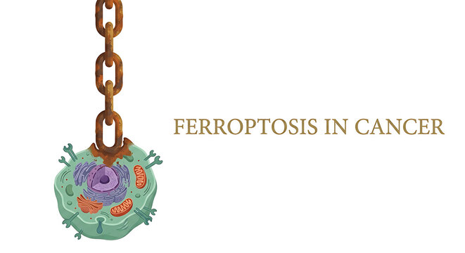 Ferroptosis cancer cell death mechanism bound by a rusty iron chain. Medical concept illustration of a tumor cell isolated on white background