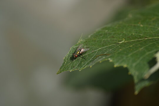 fly on leaf