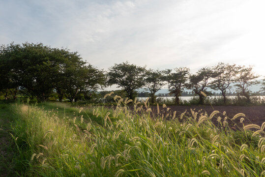 そよ風にエノコロクサがそよぐ風景　滋賀県草津市