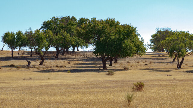 Lush trees on a warm day in Varzea de Pera