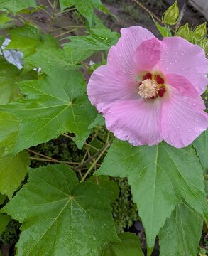 Pink confederate rose flower with raindrops beside large maple like leaves