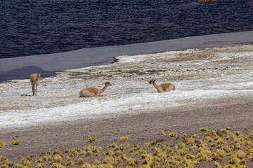Vicuñas resting and standing by an altiplanic lagoon, displaying wildlife in the arid landscape of the atacama desert with salt flats and a rich ecosystem © Arthur