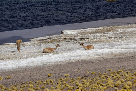 Vicu&ntilde;as resting and standing by an altiplanic lagoon, displaying wildlife in the arid landscape of the atacama desert with salt flats and a rich ecosystem