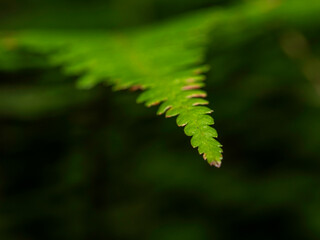 Fresh fern frond hangs delicately against soft, blurred forest backdrop © Dennis