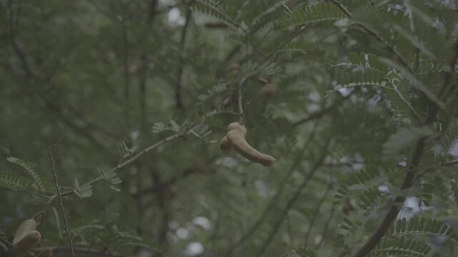 Tamarind pods growing naturally on a tamarind tree surrounded by lush green foliage in a tropical garden. The close-up nature footage highlights fresh tamarind fruit developing on the branch, suitable
