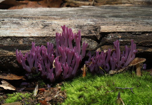 Beautiful and unusual violet coral fungus (Clavaria) fruiting body emerging from the base of an old log in front of vibrant green moss in an eastern North American forest. 