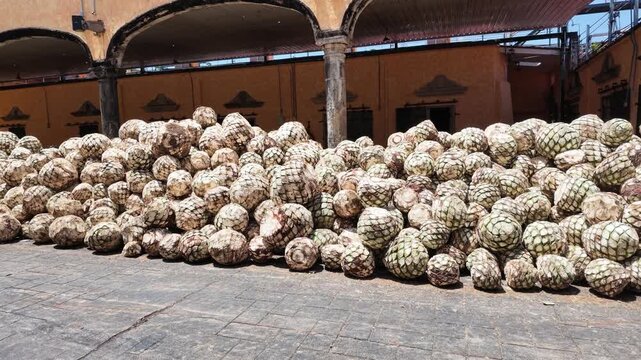 pi&ntilde;as de agave listas para ser cocidas en fabrica de tequila