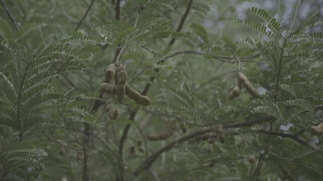 Tamarind pods growing naturally on a tamarind tree surrounded by lush green foliage in a tropical garden. The close-up nature footage highlights fresh tamarind fruit developing on the branch, suitable