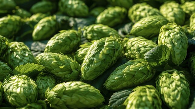 Close-up of fresh green hop cones, a key ingredient in brewing and herbal remedies, showcasing texture and natural detail