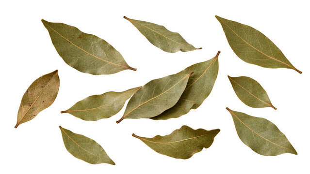 A collection of dried bay leaves, scattered across a surface. Some leaves are a deeper green, while others show hints of brown, indicating their dried state , Transparent Background, AI generative