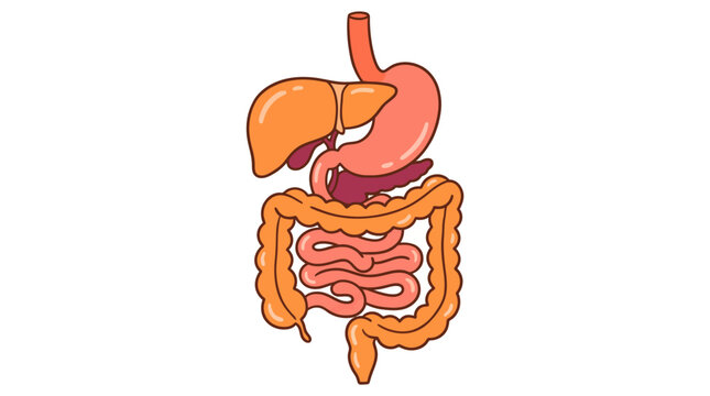 Human Digestive System Anatomy Illustration with Stomach Intestines and Liver.