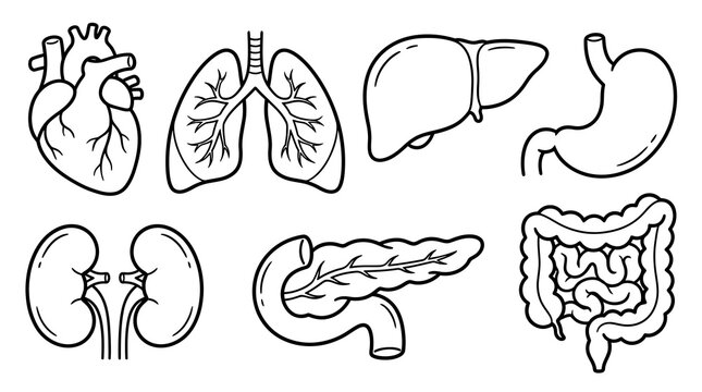 Human Internal Organs Set Hand Drawn Doodle Style.