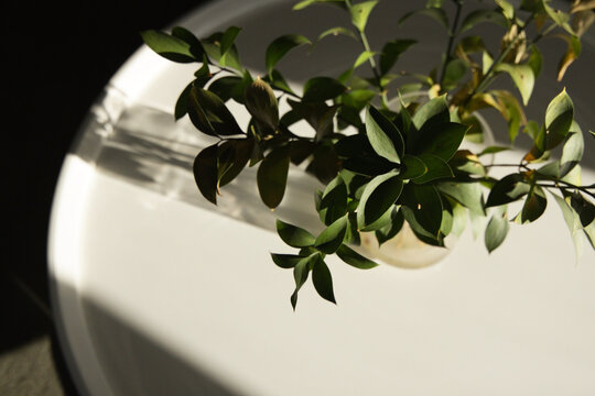 Small clear glass vase is holding glossy green leaves on round white table, casting long shadow