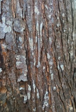 tree bark texture