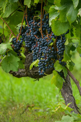 Ripe dark purple grapes hanging on vine ready for harvest in lush vineyard © kei u